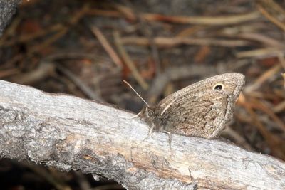 Small Wood-Nymph
