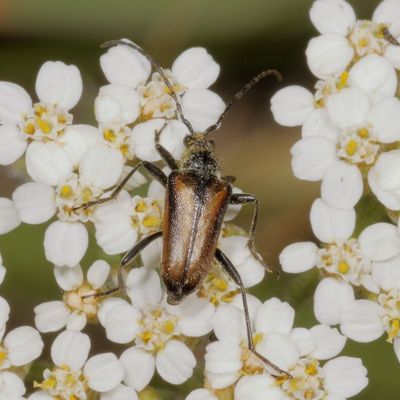 Gnathacmaeops pratensis
