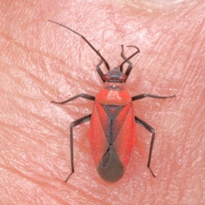 Genus Lopidea