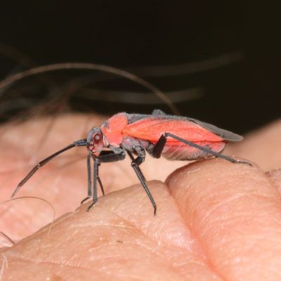 Genus Lopidea