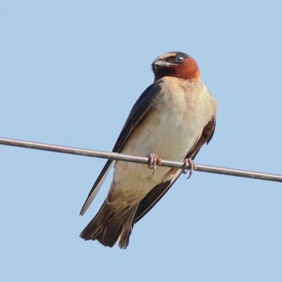 Cliff Swallow