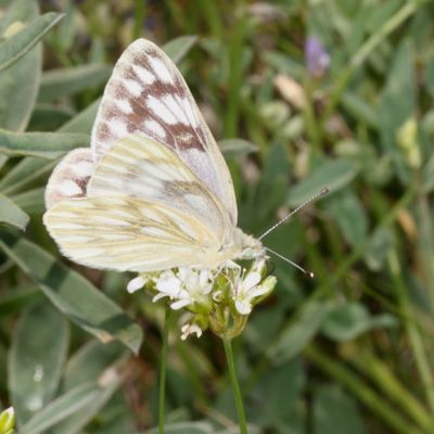 Western White  ♀