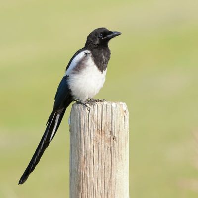 Black-billed Magpie