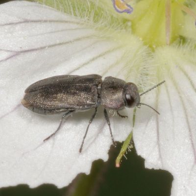 Anthaxia Subgenus Melanthaxia