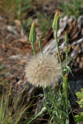 Tragopogon Genus * Salsifies