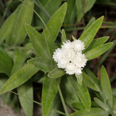 Anaphalis margaritacea * Pearly Everlasting