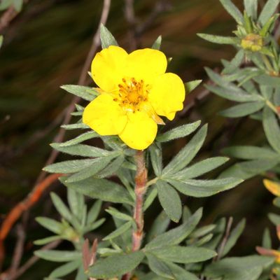 Dasiphora fruticosa * Shrubby Cinquefoil
