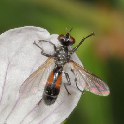 Genus Cylindromyia