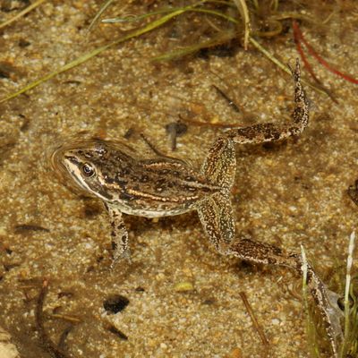 Columbia Spotted Frog * Rana luteiventris
