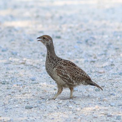 Dusky Grouse