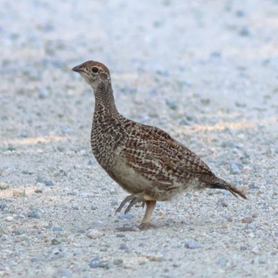 Dusky Grouse