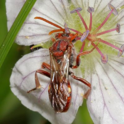 Genus Nomada