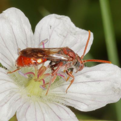 Genus Nomada
