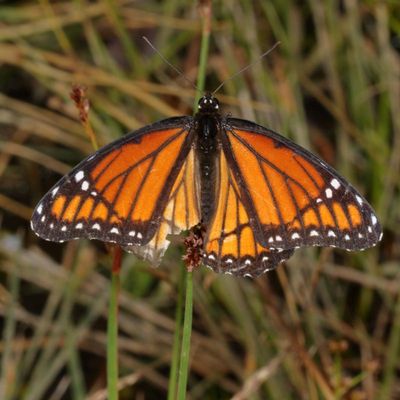 Viceroy