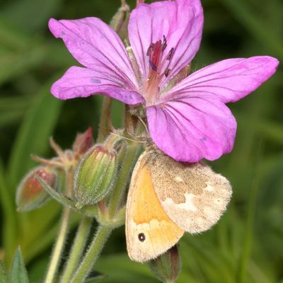Common Ringlet
