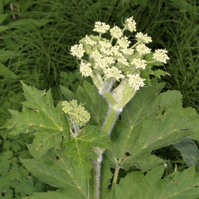 Heracleum maximum * Common Cowparsnip