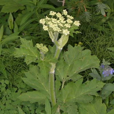 Heracleum maximum * Common Cowparsnip