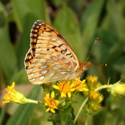 Mormon Fritillary