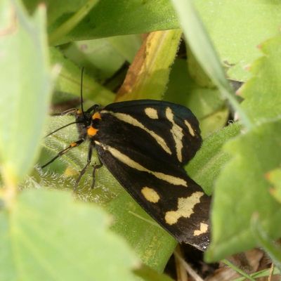 Hodges#8127 * Wood Tiger Moth * Arctia plantaginis