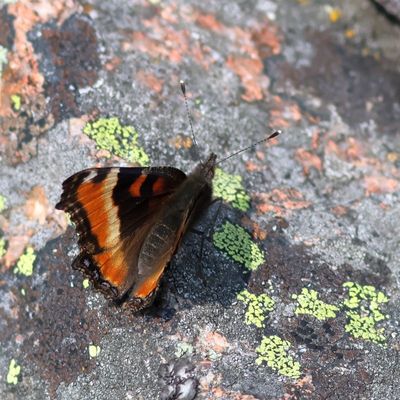 Milbert's Tortoiseshell