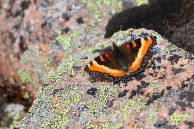 Milbert's Tortoiseshell