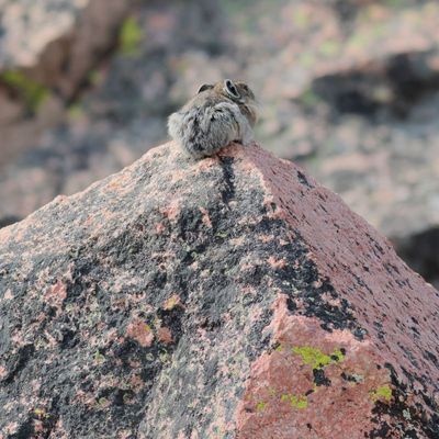 Pika