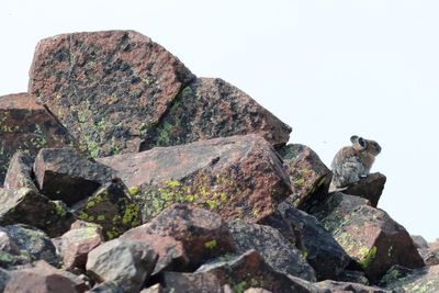Pika