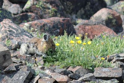 Pika