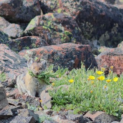 Pika