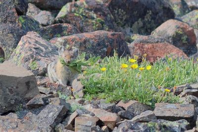 Pika
