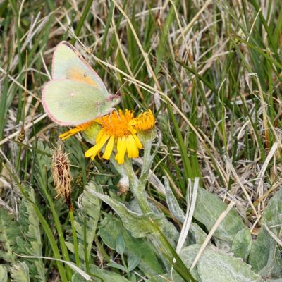 Mead's Sulphur