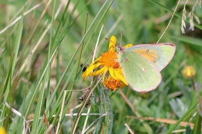 Mead's Sulphur