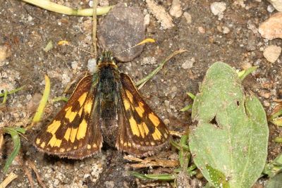 Western Arctic Skipper