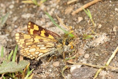 Western Arctic Skipper