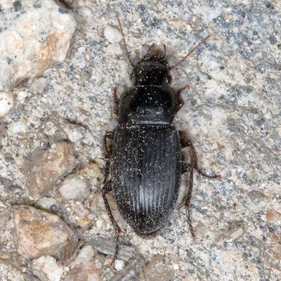 Genus Harpalus