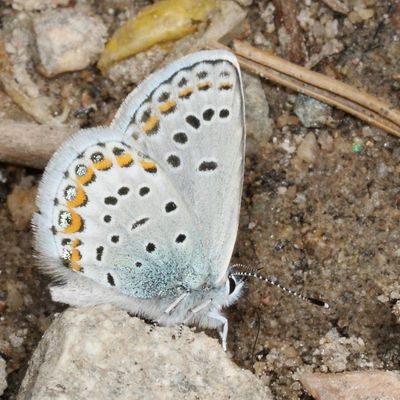 Northern Blue