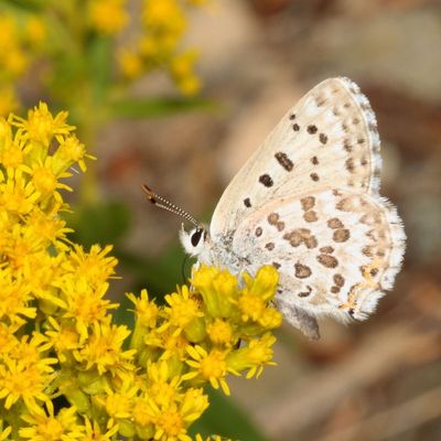 Edith's Copper