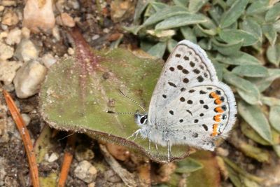 Acmon Blue