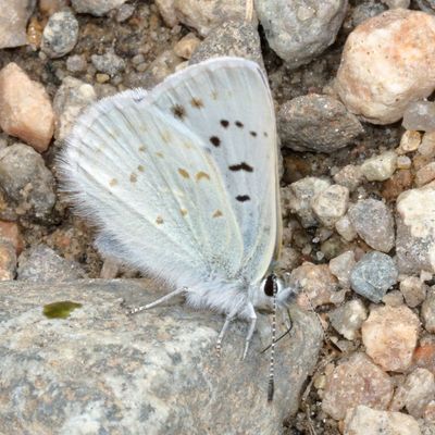 Blue Copper