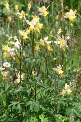 Aquilegia flavescens * Yellow Columbine