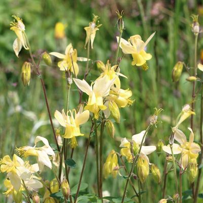 Aquilegia flavescens * Yellow Columbine