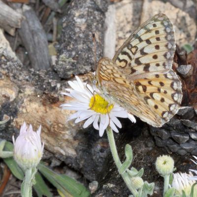 Mormon Fritillary