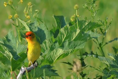 Western Tanager ♂