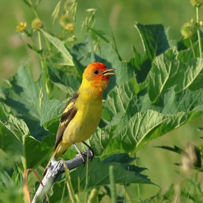 Western Tanager