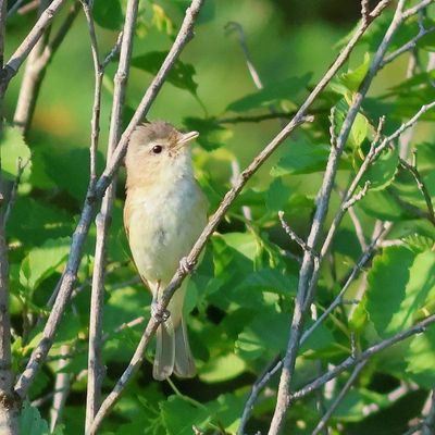 Warbling Vireo