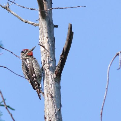 Red-naped Sapsucker