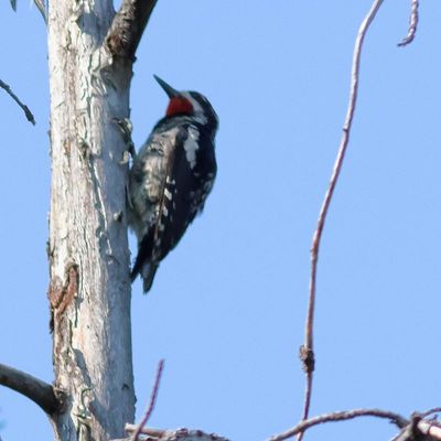 Red-naped Sapsucker