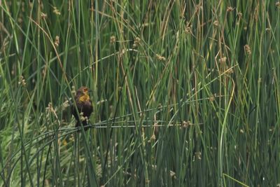 Yellow-headed Blackbird