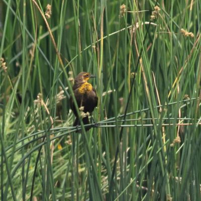 Yellow-headed Blackbird