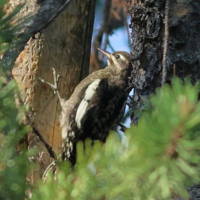 Red-naped Sapsucker juvenile